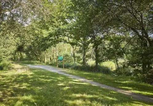 arbres et foret morbihan