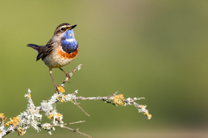 oiseau gorge bleue