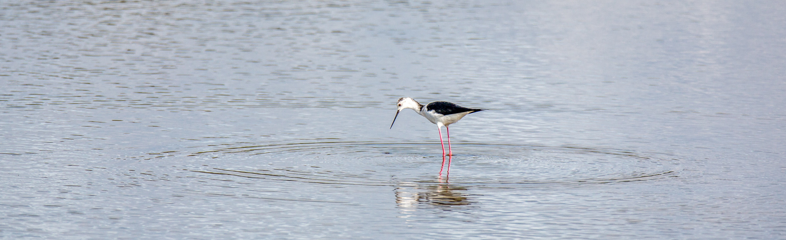 Observer les oiseaux du Golfe du Morbihan