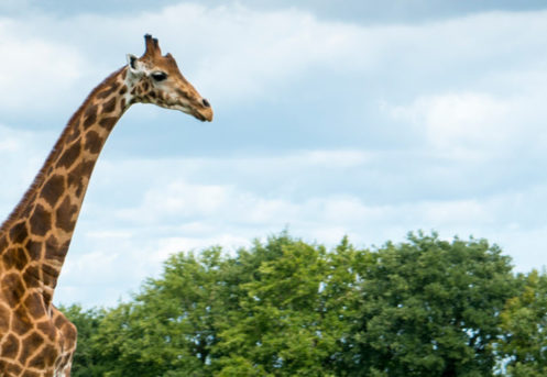 girafe parc sauvage branfere