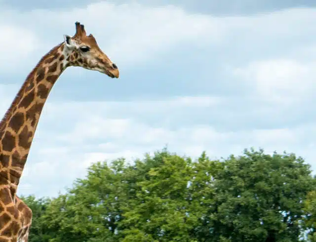 girafe parc sauvage branfere