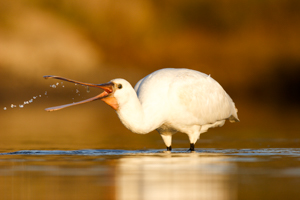 spatule blanche oiseau