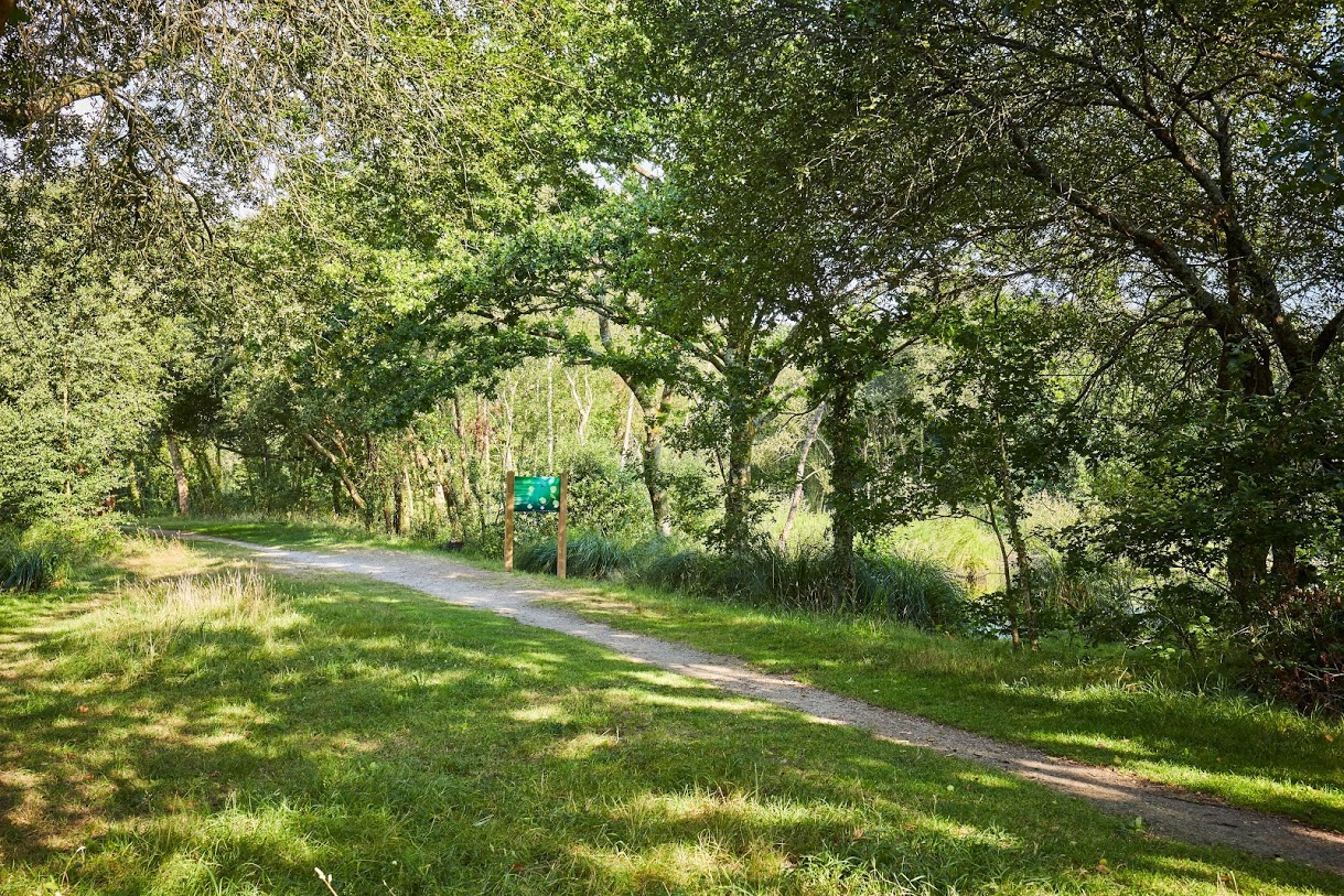 paysage foret morbihan