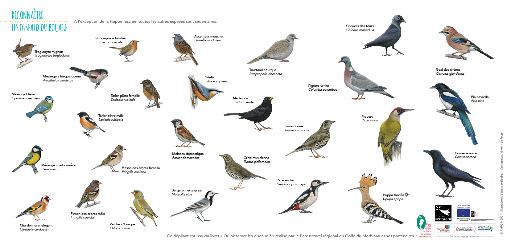 Observation ornithologique : quel équipement pour observer les oiseaux ?