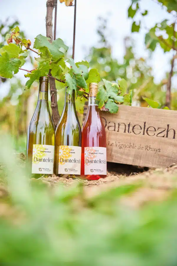 Dantelezh, vignoble de Rhuys