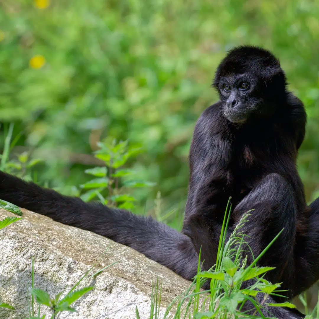 Les Terres de Nataé